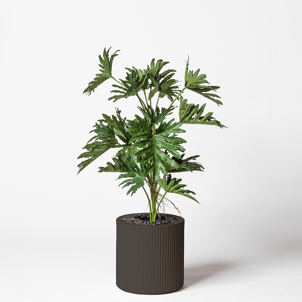 Philodendron selloum - Anthracite