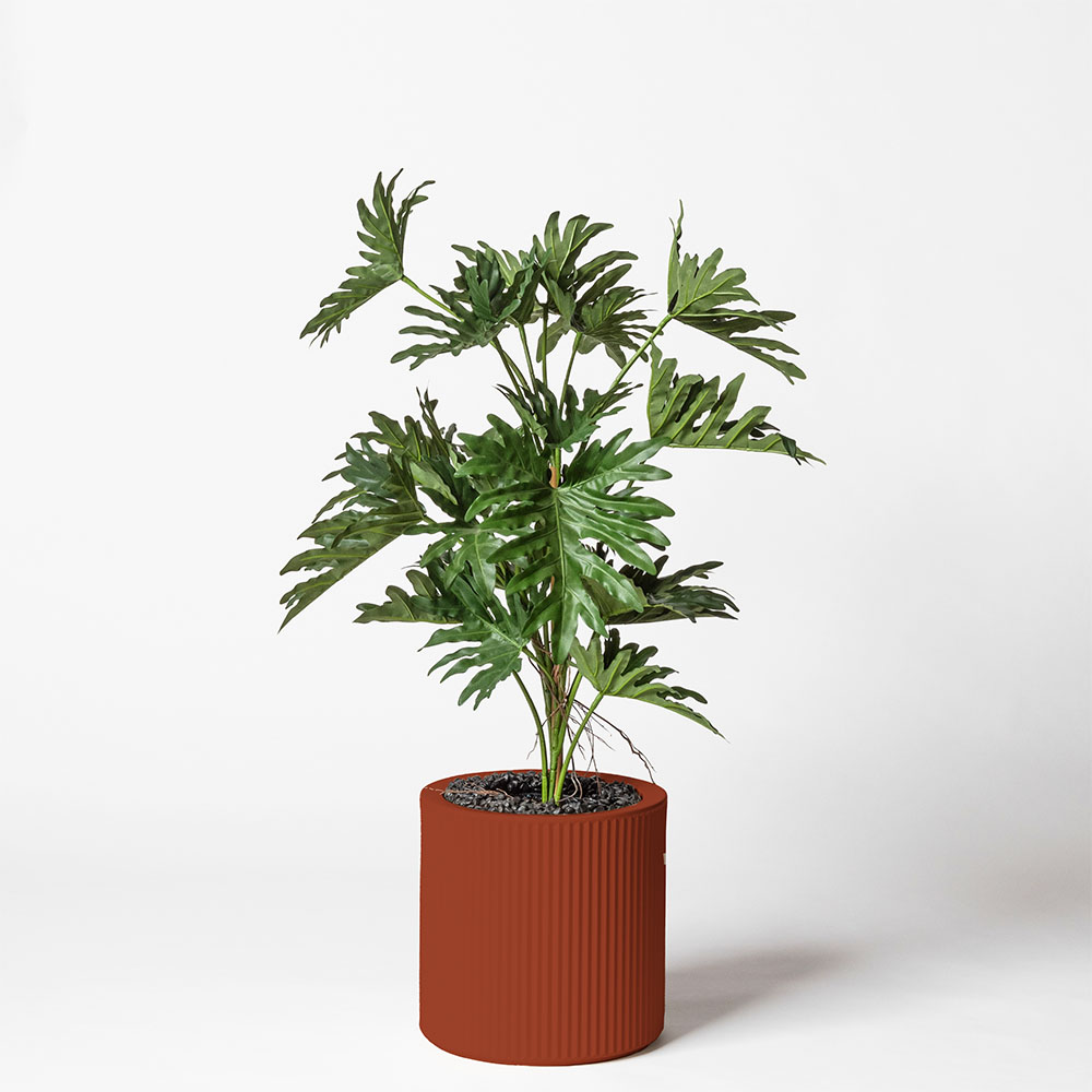 Philodendron selloum - Argile