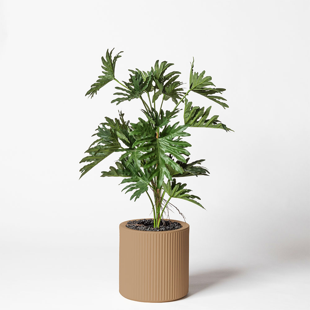 Philodendron selloum - Camel