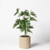 Philodendron plante sans entretien décorative