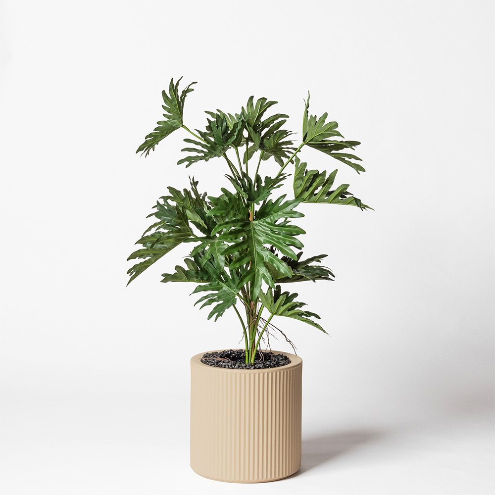 Philodendron selloum