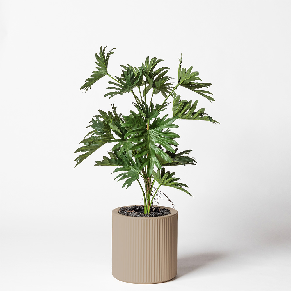 Philodendron selloum - Ecru