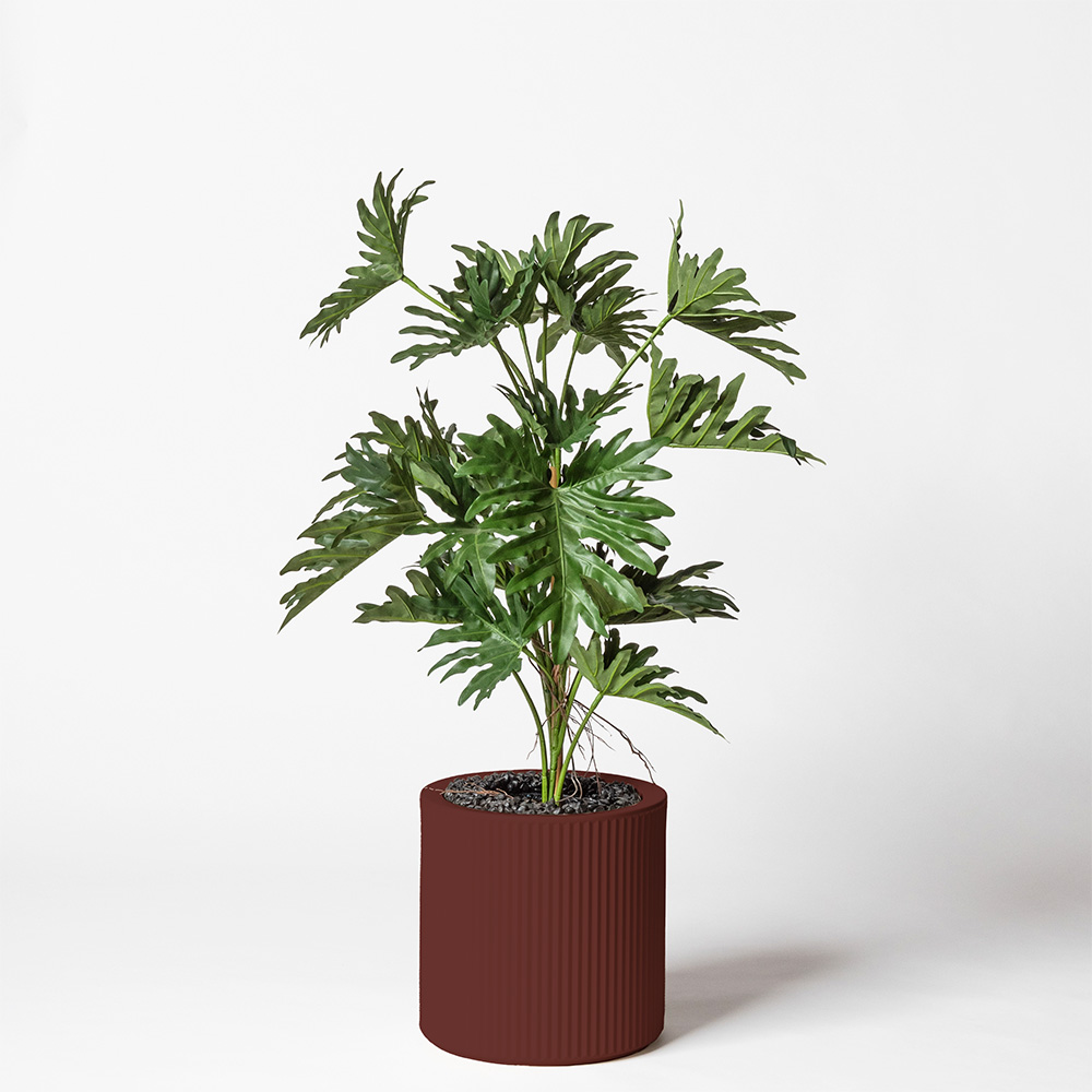Philodendron selloum - Grenat