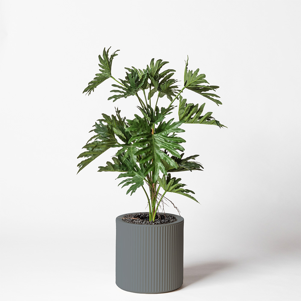 Philodendron selloum - Gris
