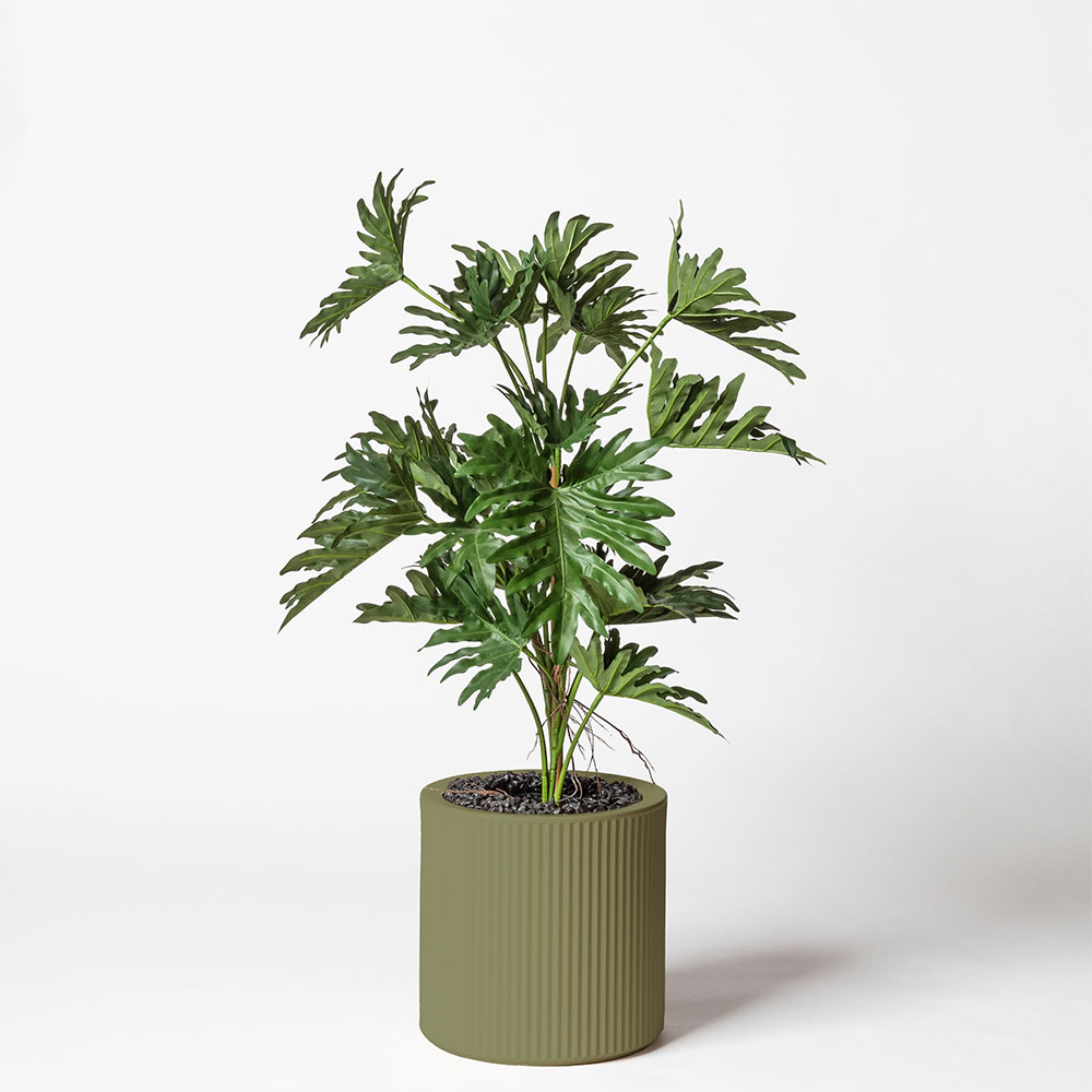 Philodendron selloum - Jade
