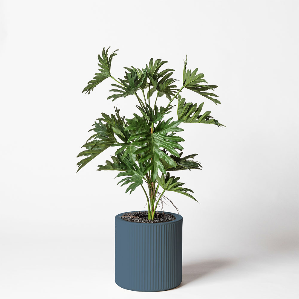 Philodendron selloum - Océan