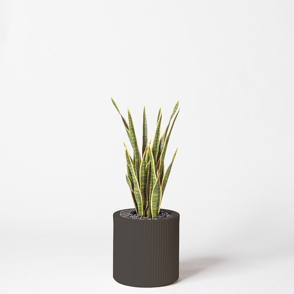 Sanseveria - Anthracite