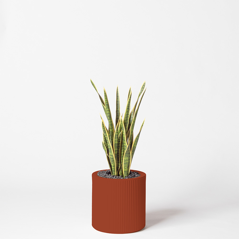 Sanseveria - Argile