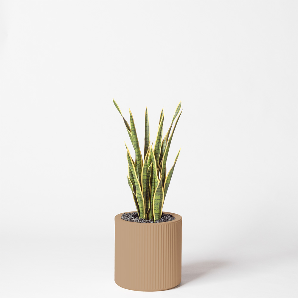 Sanseveria - Camel