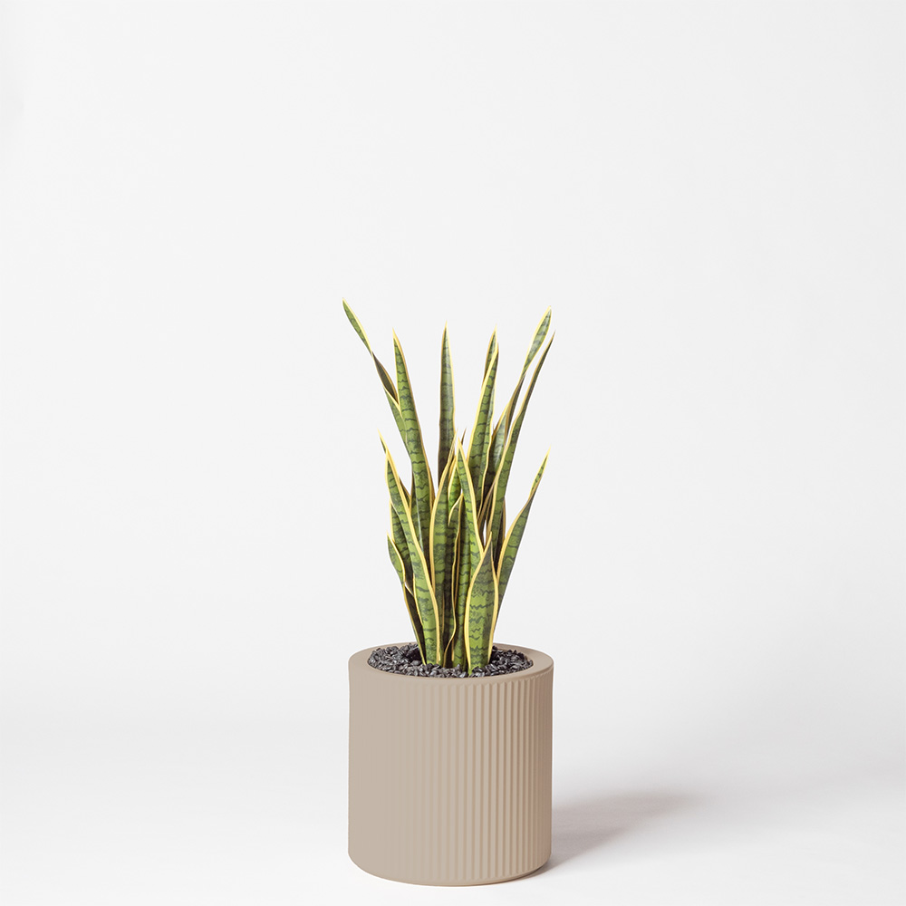 Sanseveria - Ecru