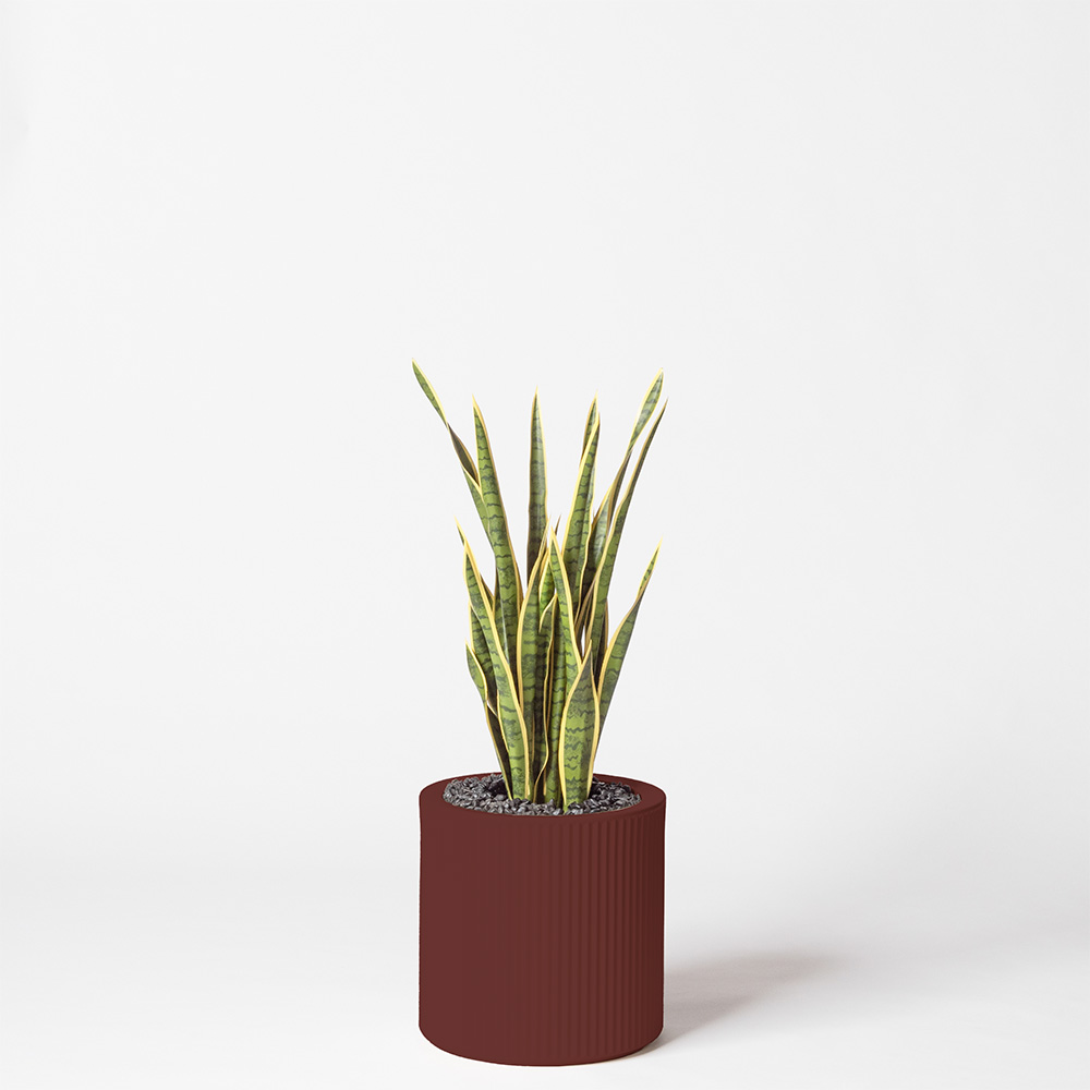 Sanseveria - Grenat