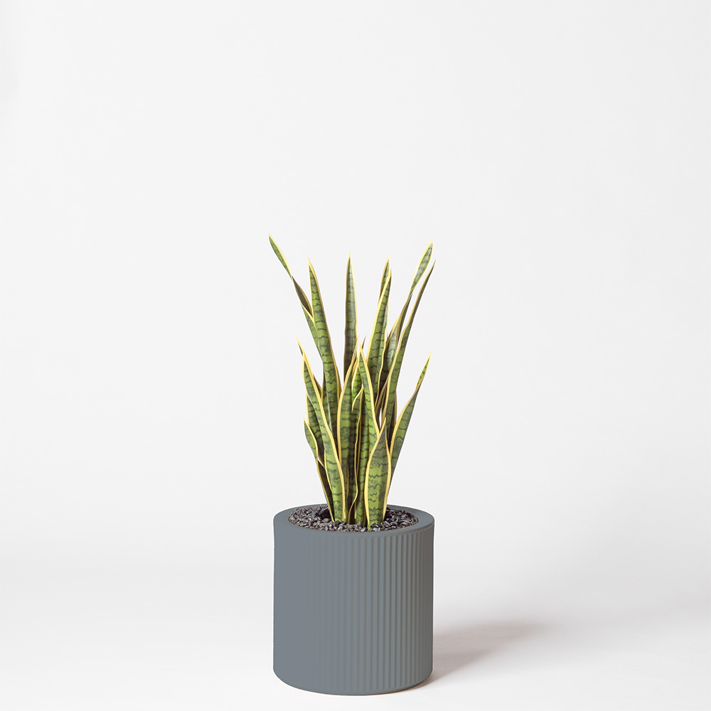 Sanseveria - Gris