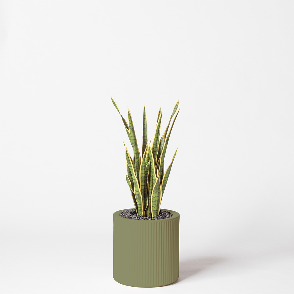 Sanseveria - Jade