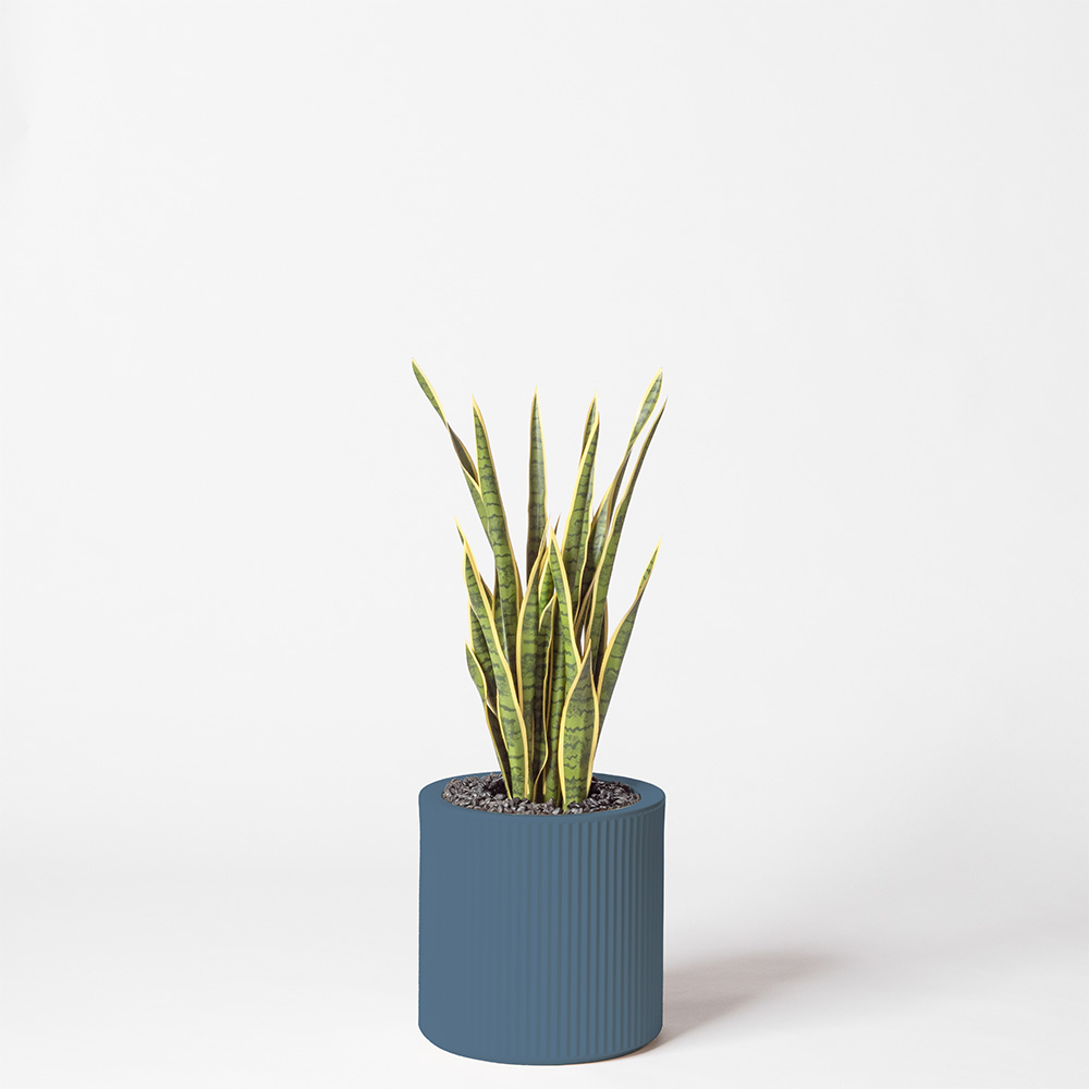 Sanseveria - Océan
