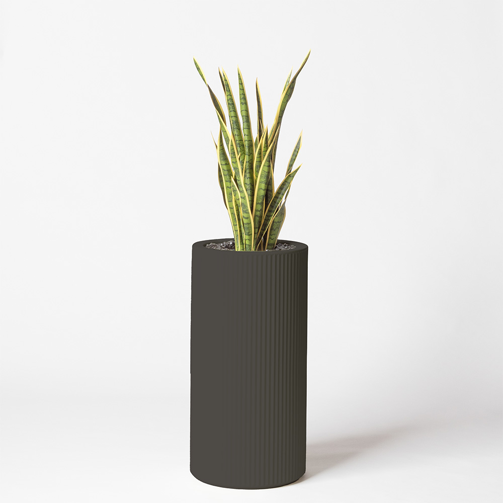 Sanseveria - Anthracite