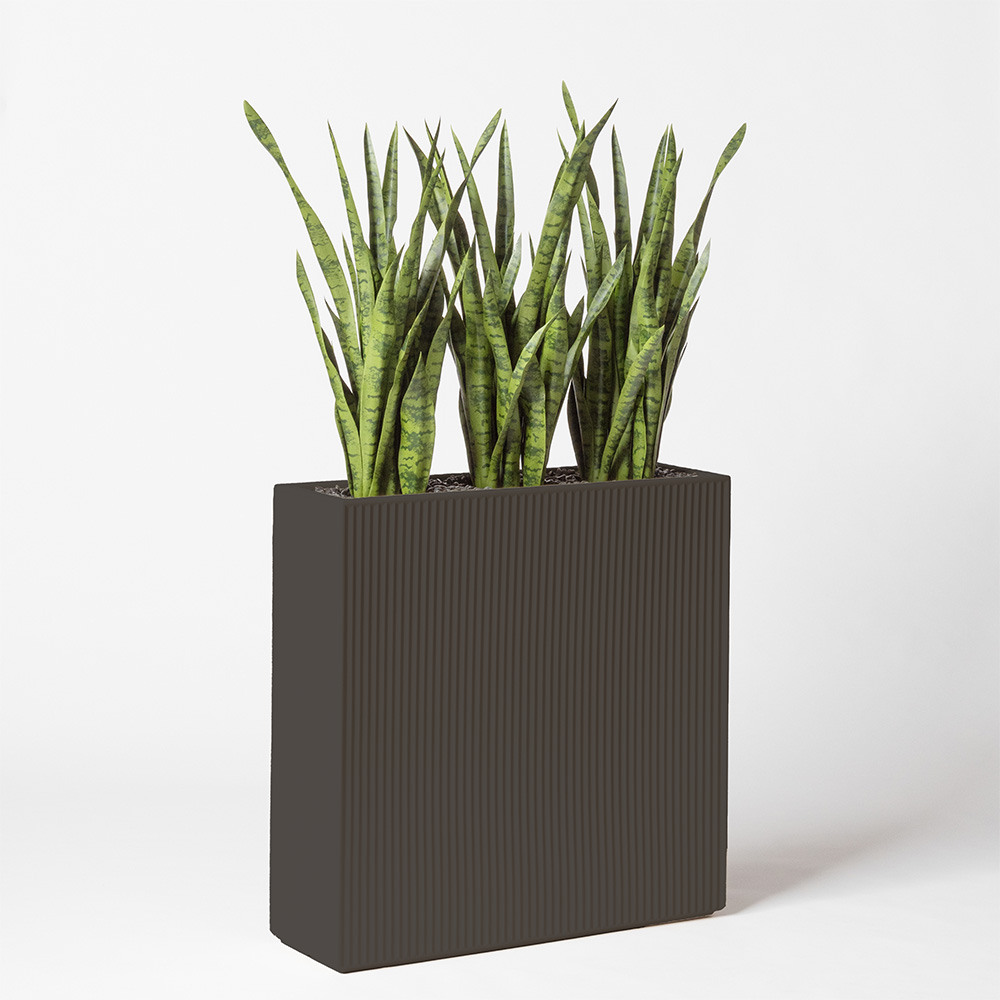 Sanseveria - Anthracite