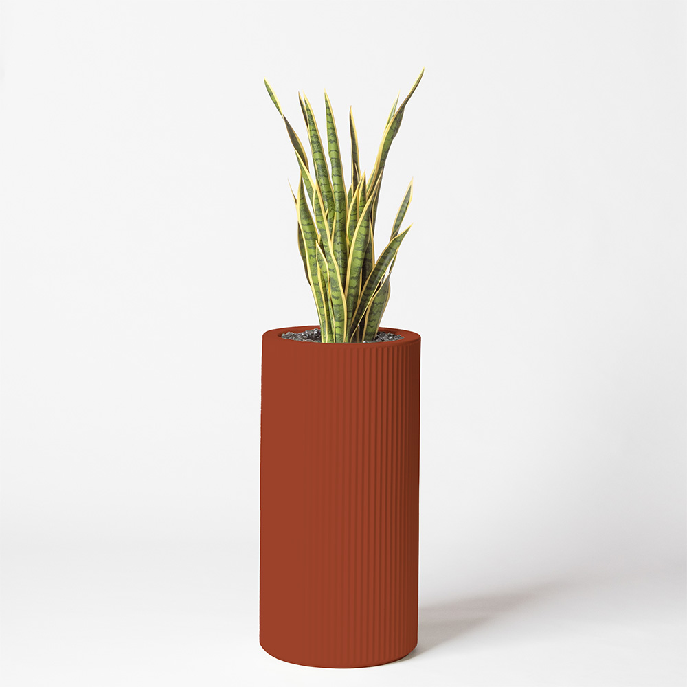 Sanseveria - Argile