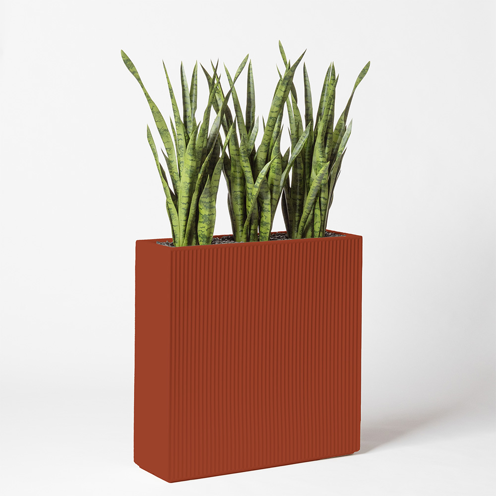 Sanseveria - Argile