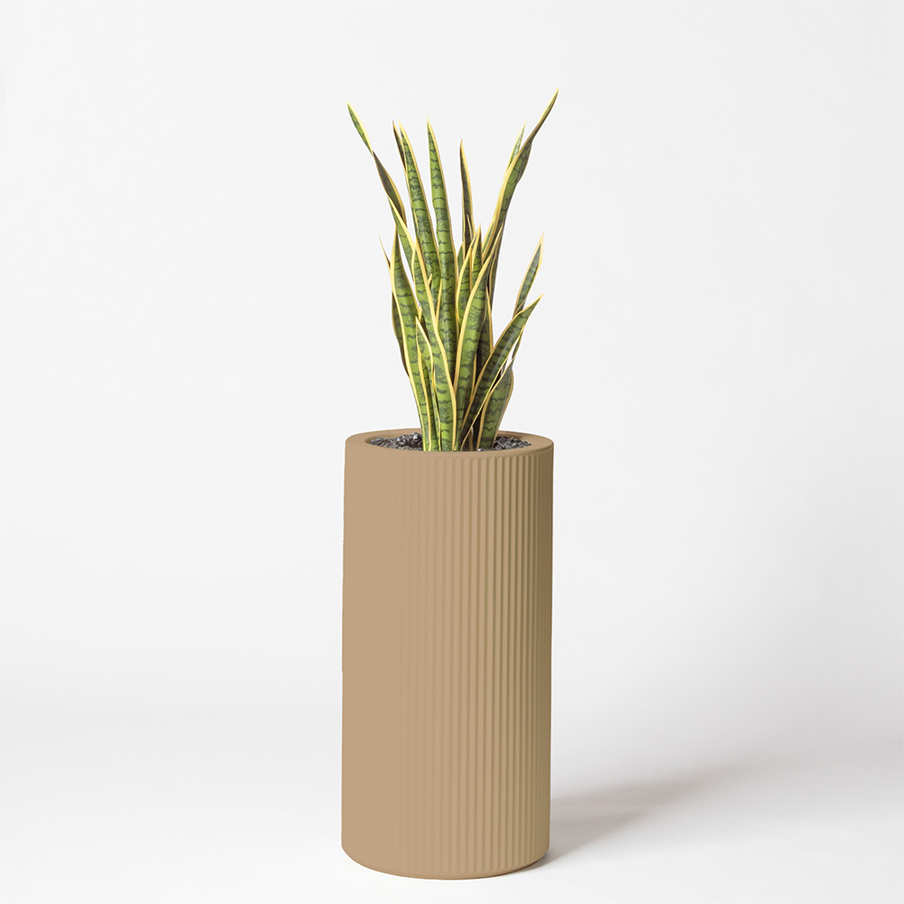 Sanseveria - Camel