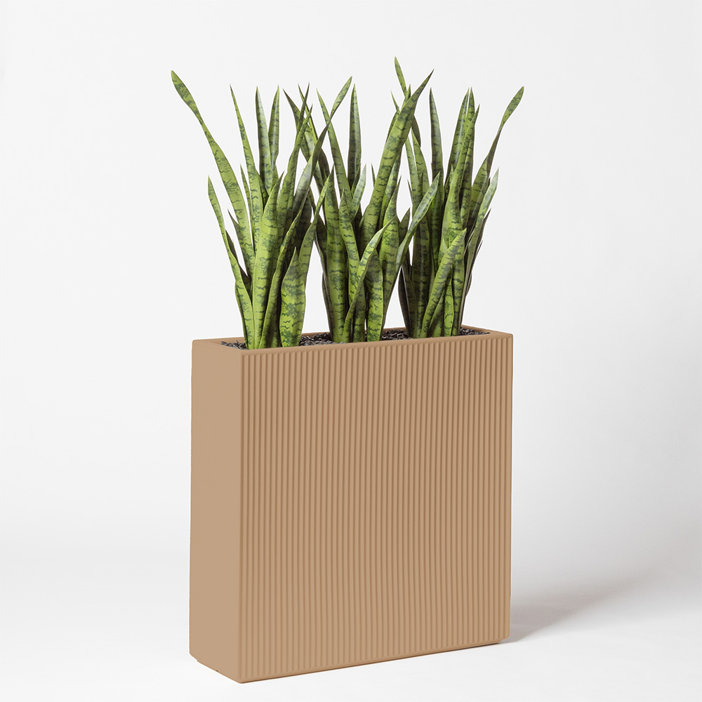 Sanseveria - Camel