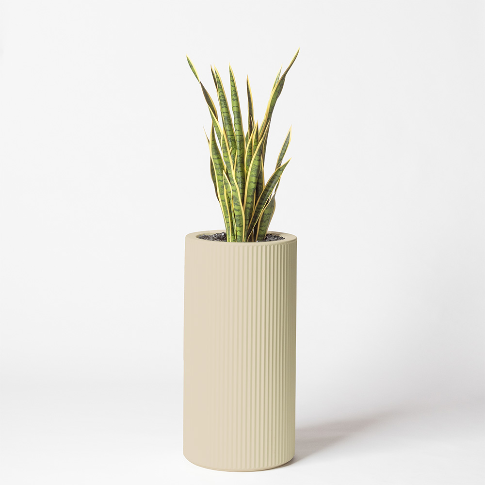 Sanseveria
