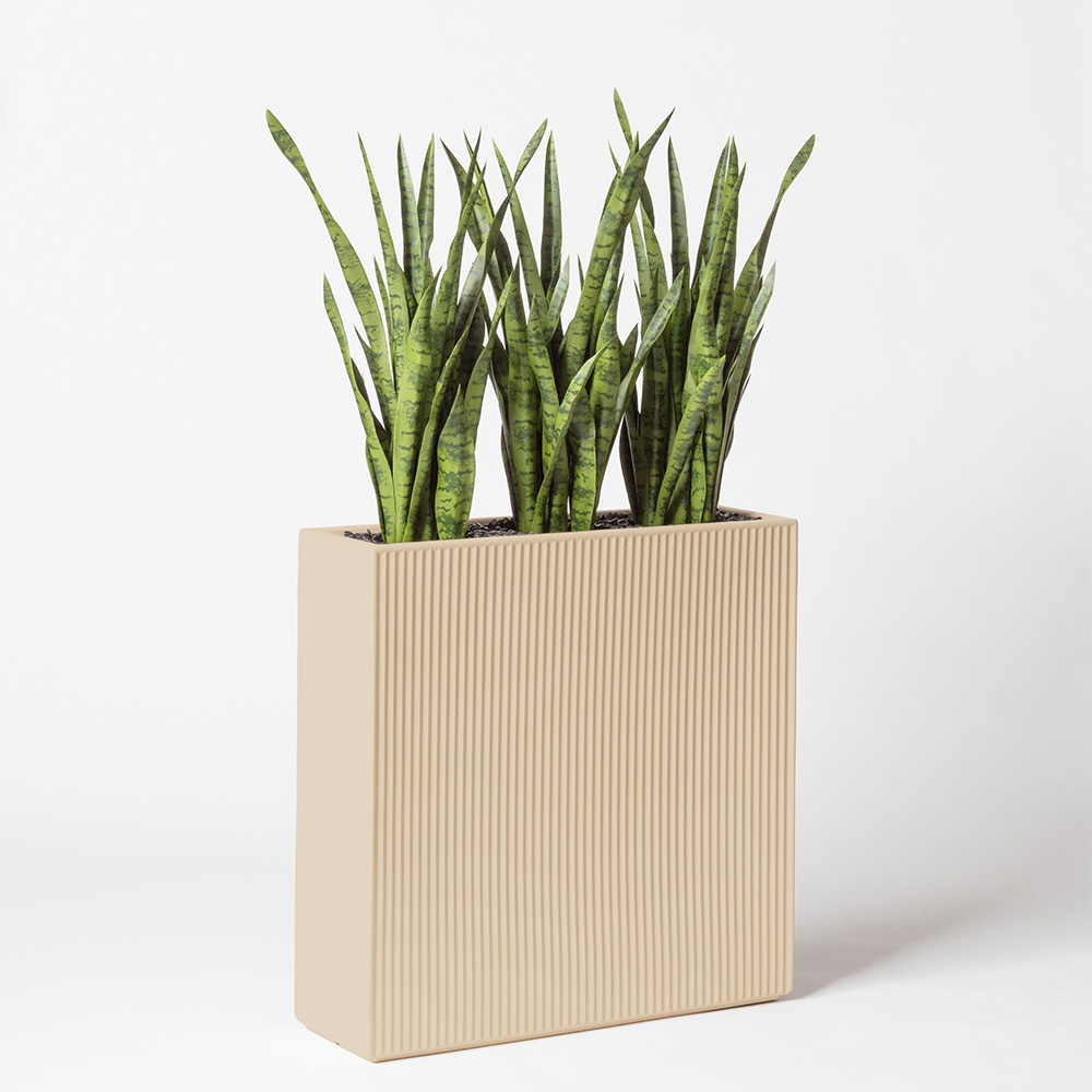 Sanseveria