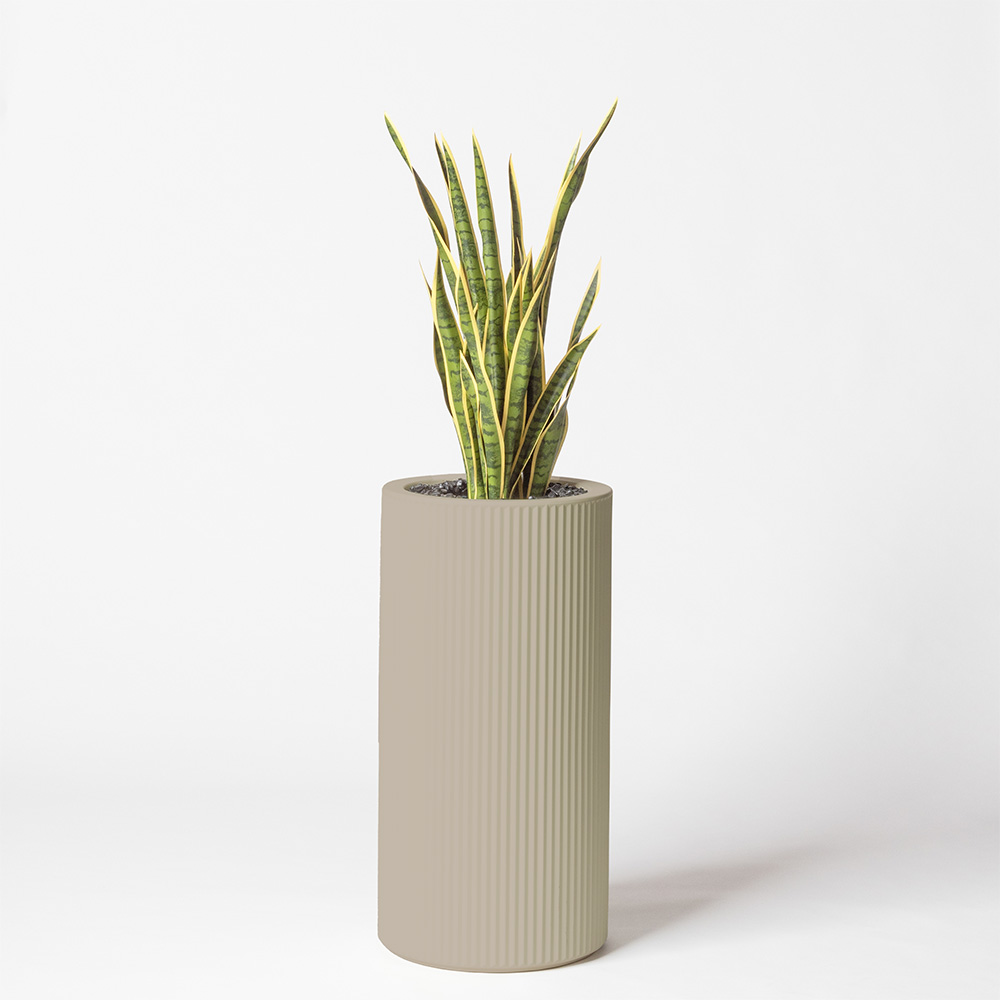 Sanseveria - Ecru