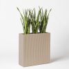 Sanseveria