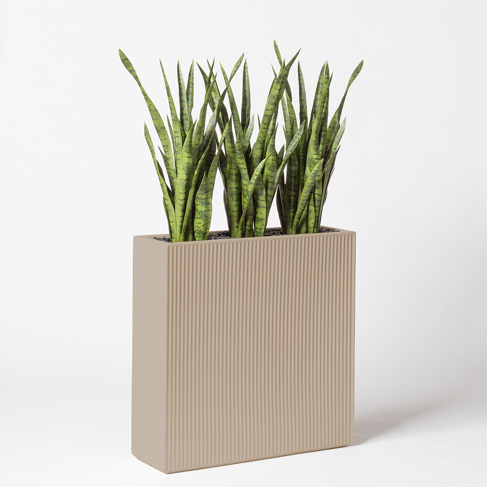 Sanseveria - Ecru