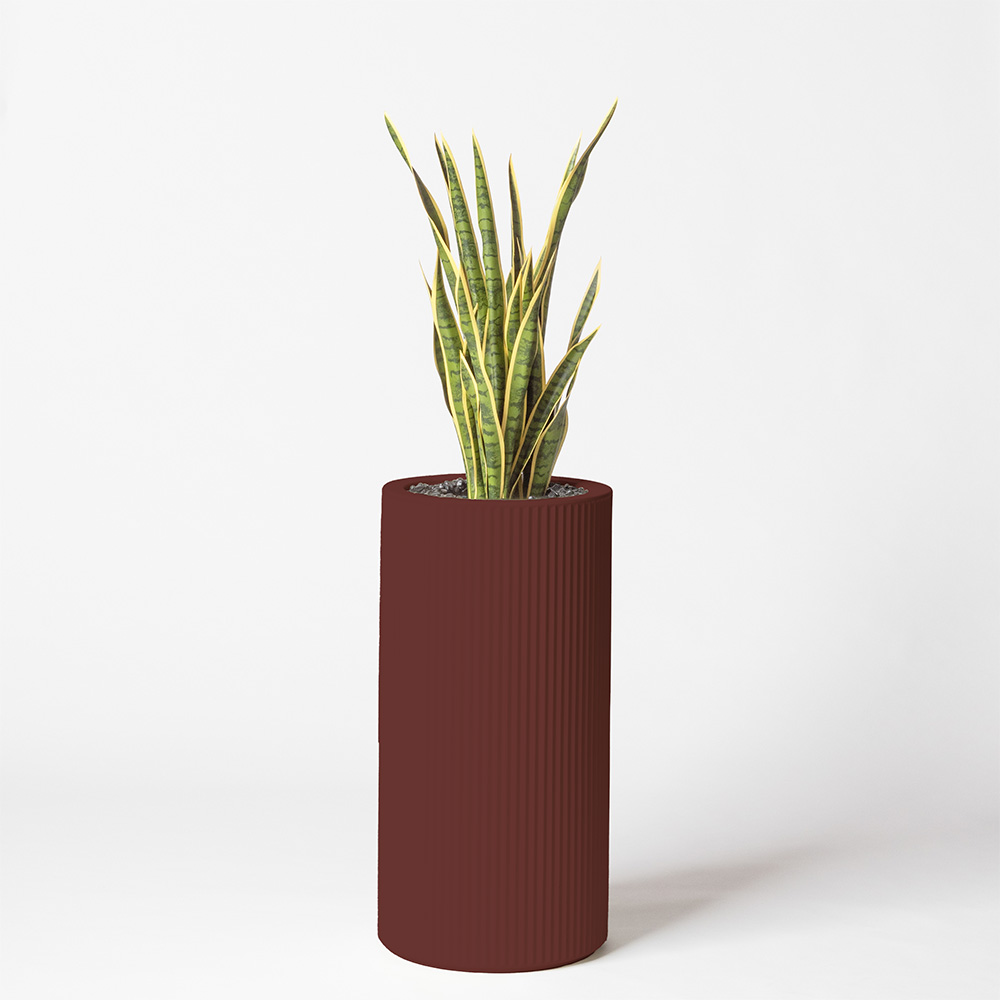 Sanseveria - Grenat