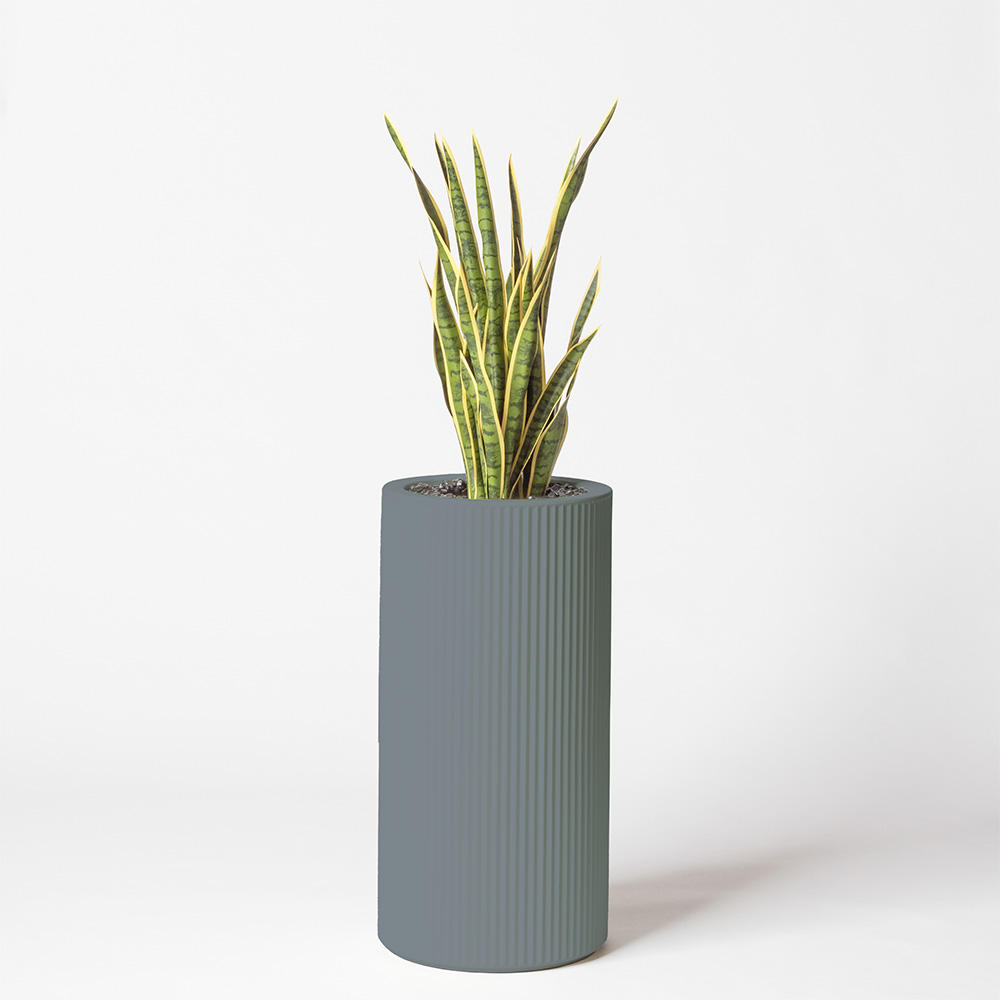 Sanseveria - Gris