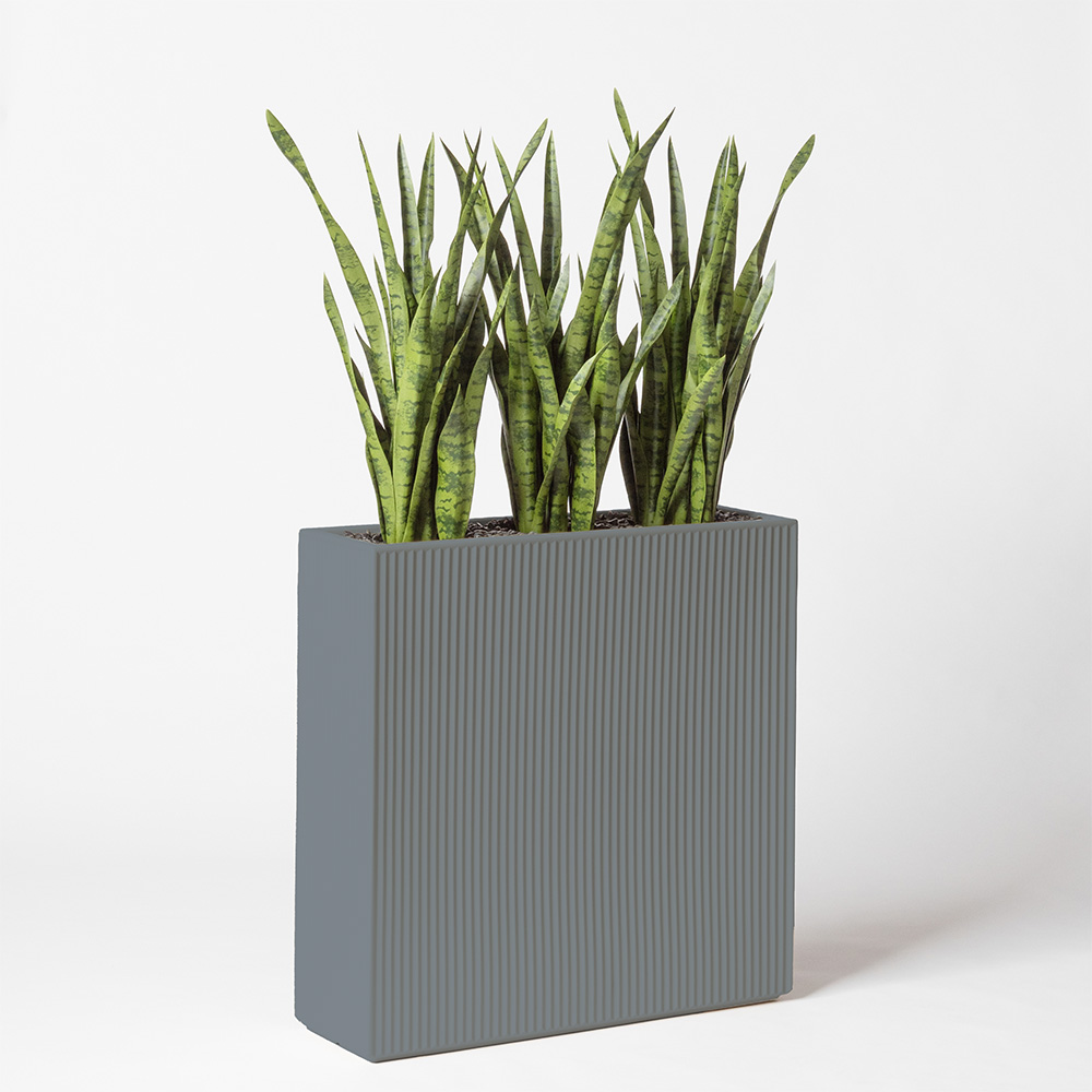 Sanseveria - Gris
