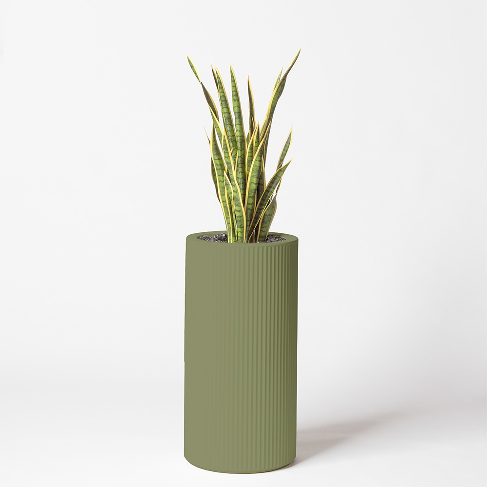 Sanseveria - Jade