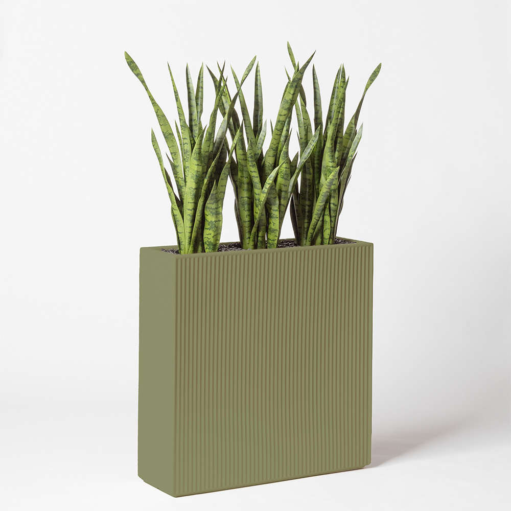 Sanseveria - Jade