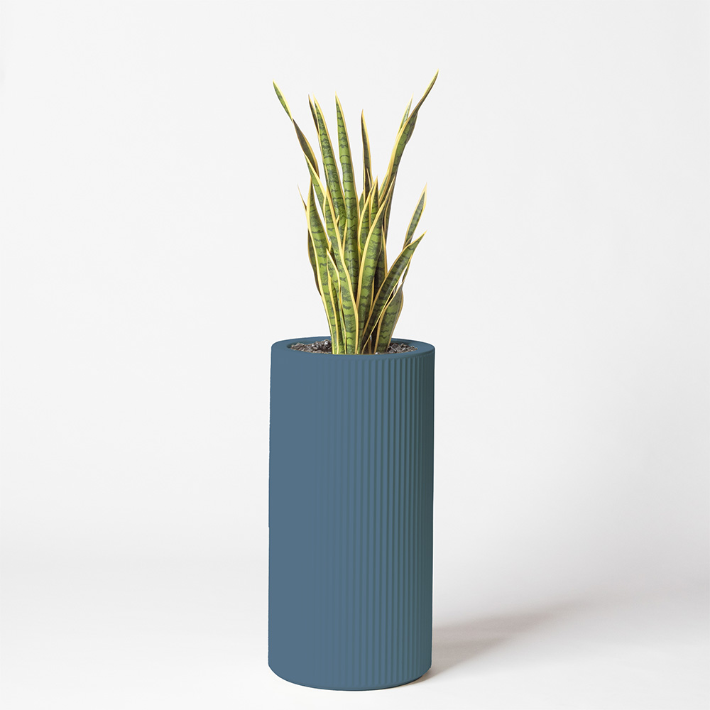Sanseveria - Océan
