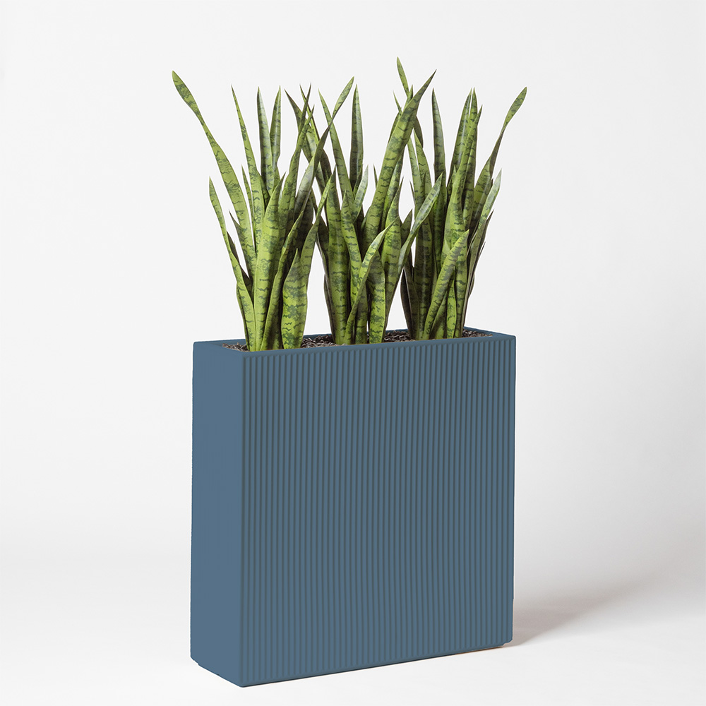 Sanseveria - Océan