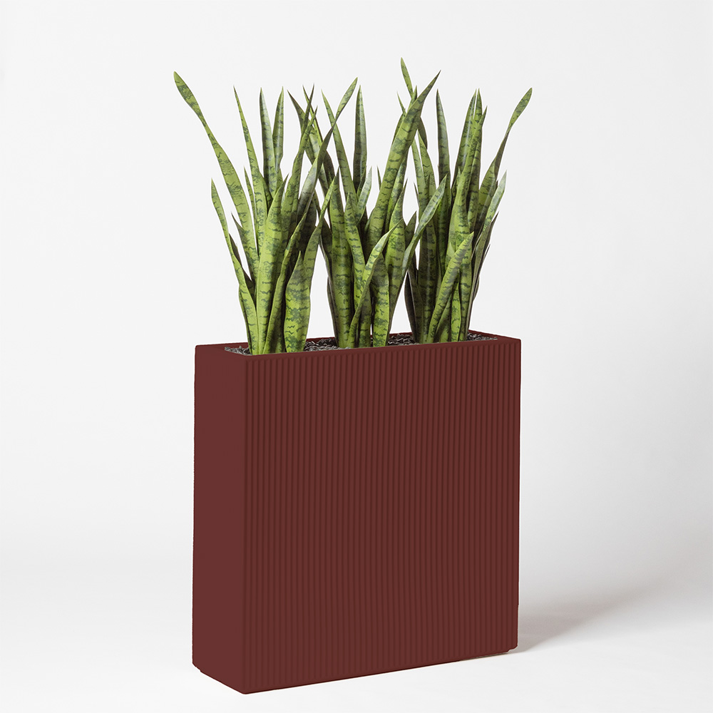 Sanseveria - Grenat