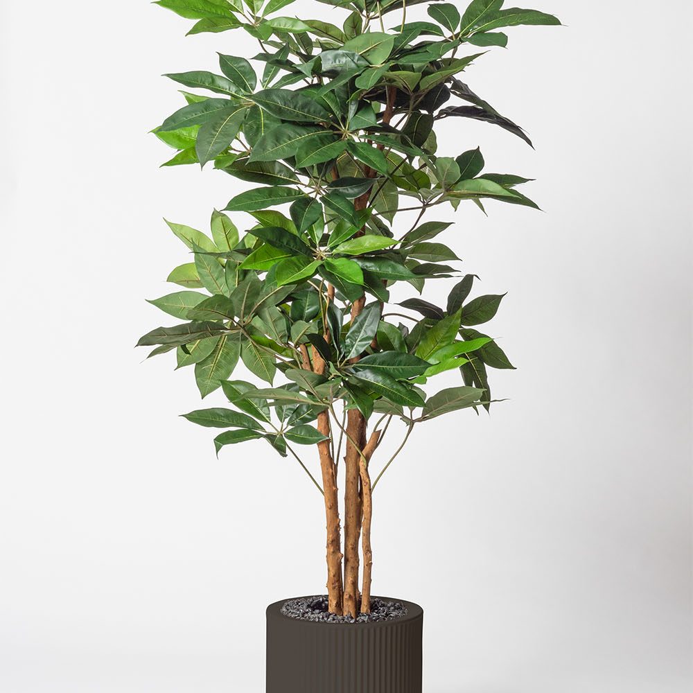Schefflera amata - Anthracite