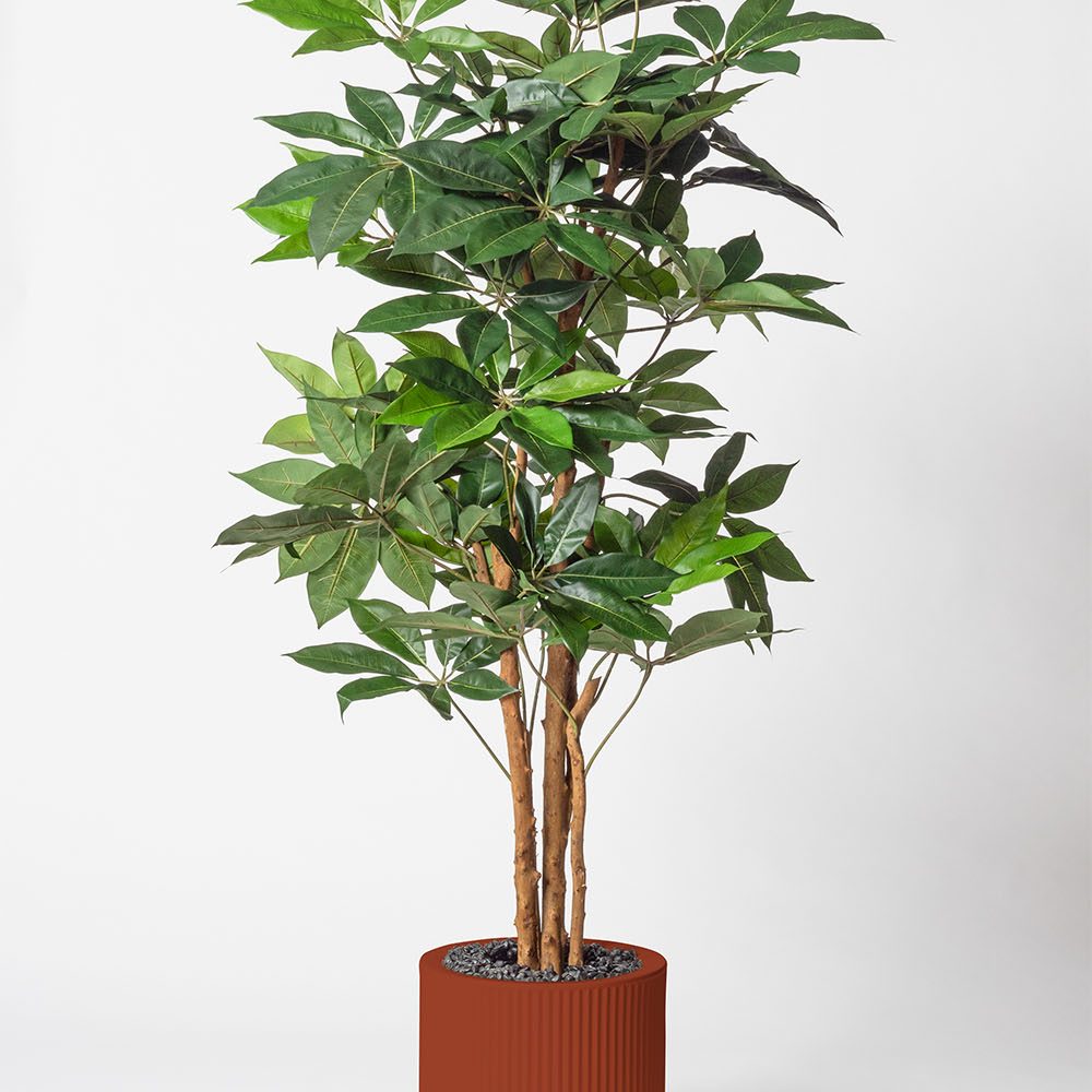 Schefflera amata - Argile