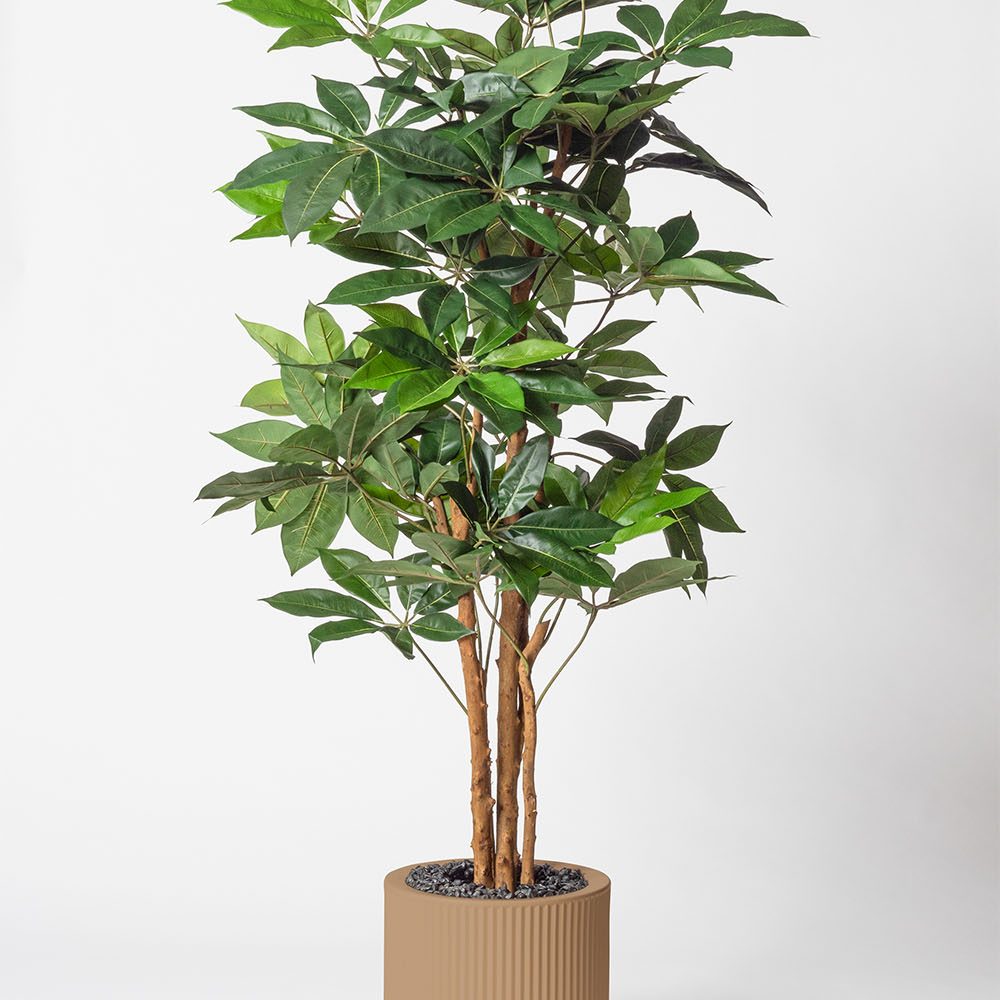 Schefflera amata - Camel