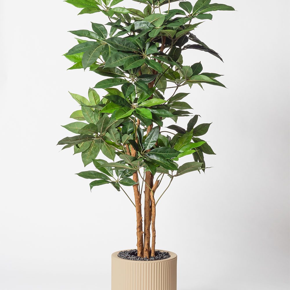 Schefflera amata