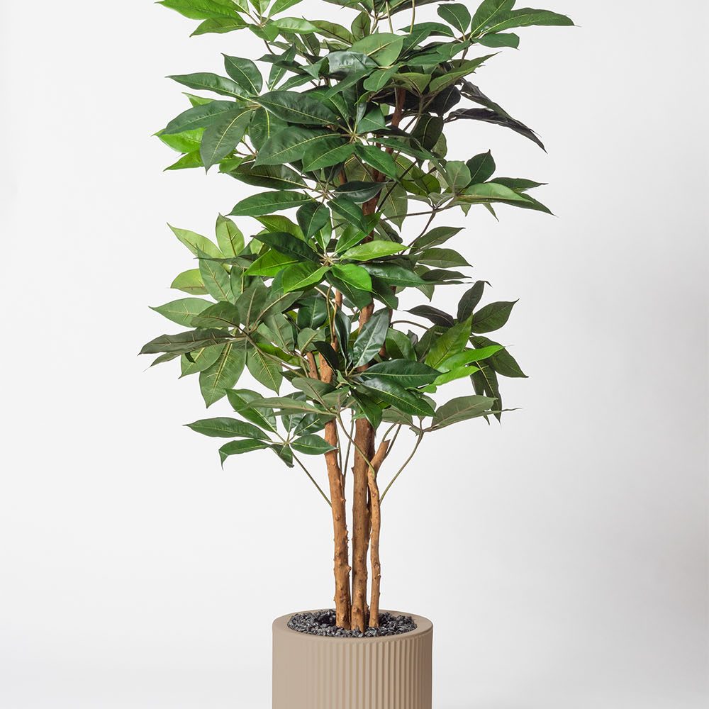 Schefflera amata - Ecru