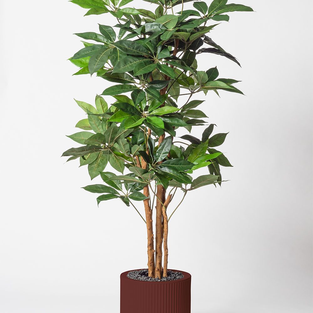 Schefflera amata - Grenat