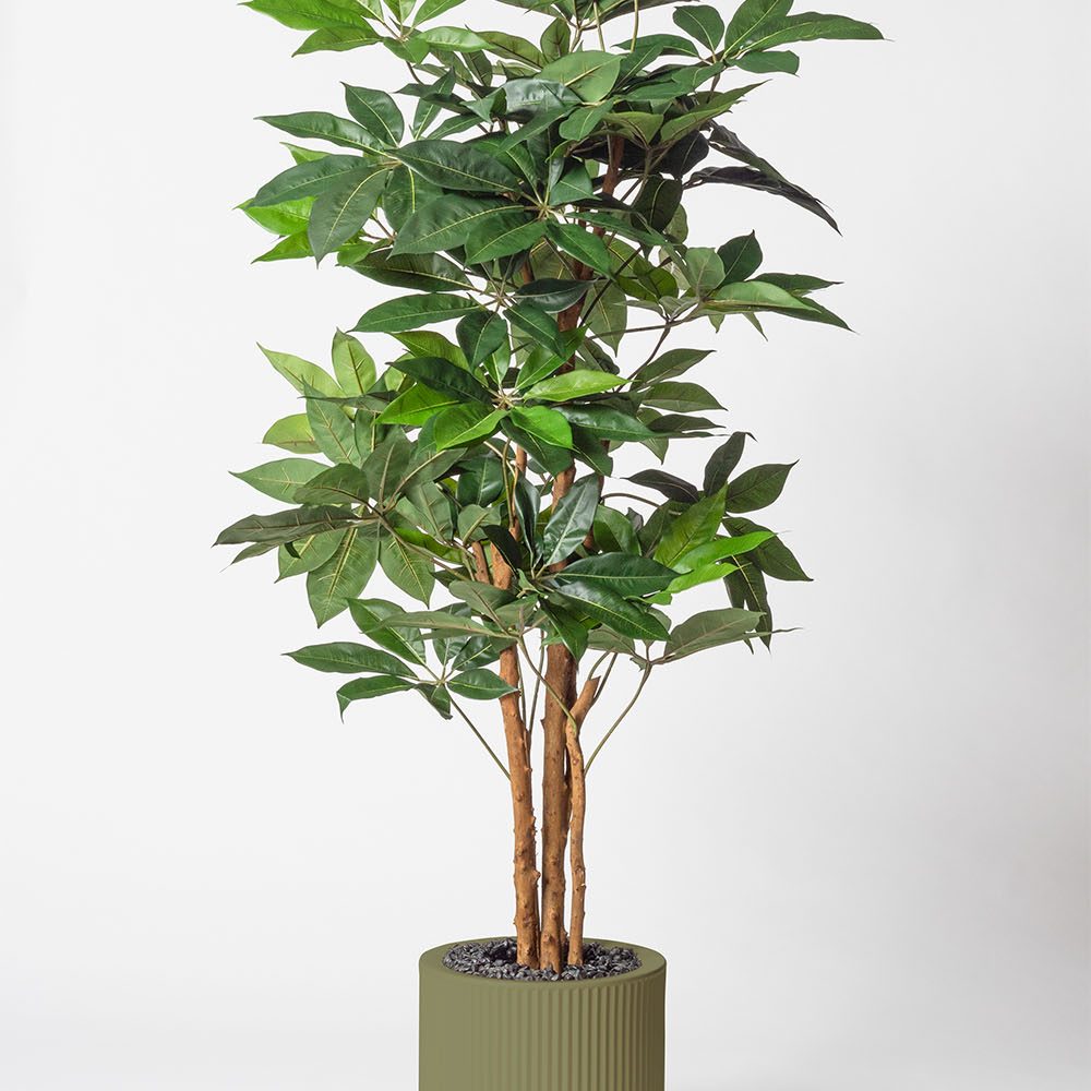 Schefflera amata - Jade