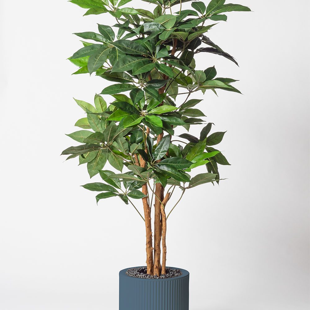 Schefflera amata - Océan