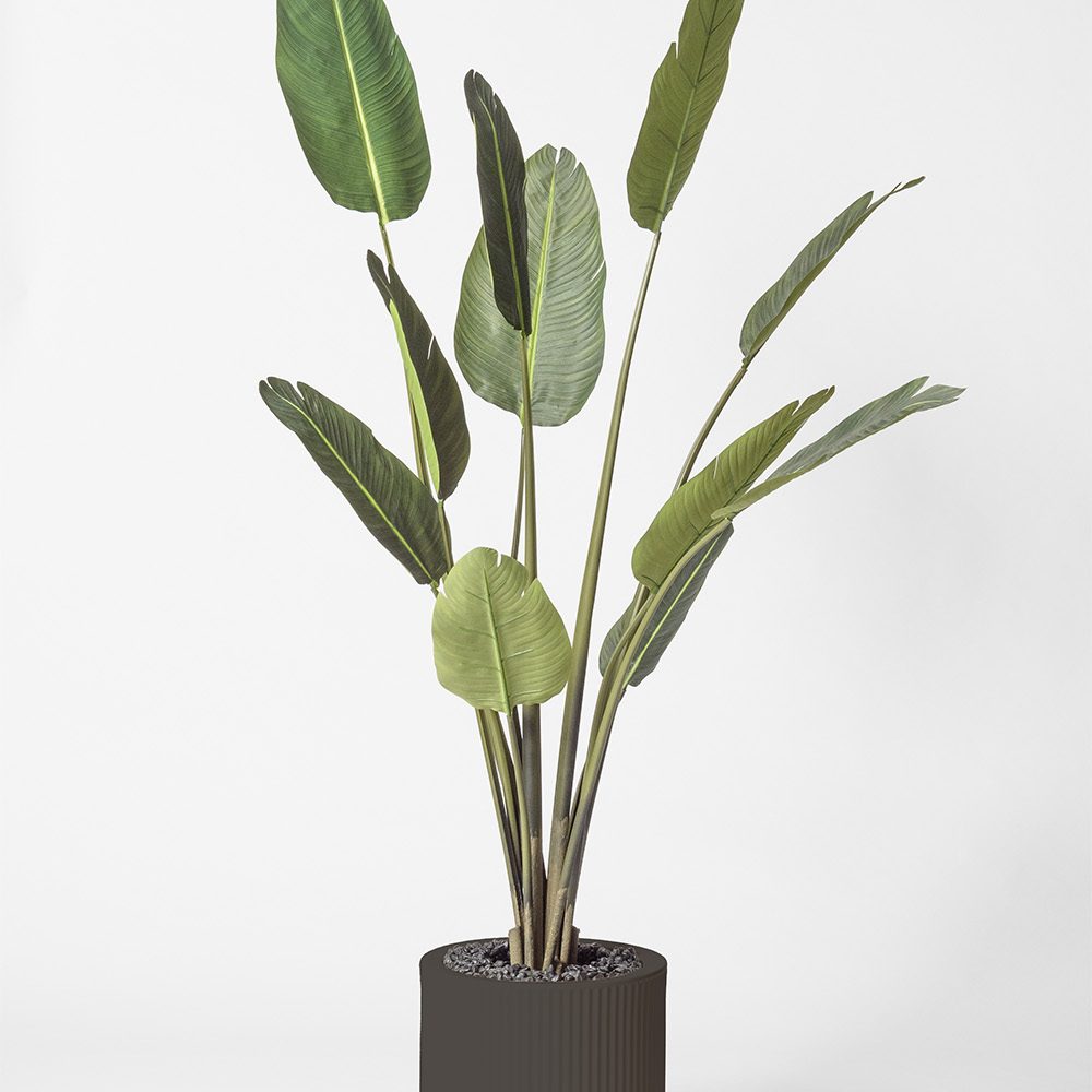 Traveller palm - Anthracite