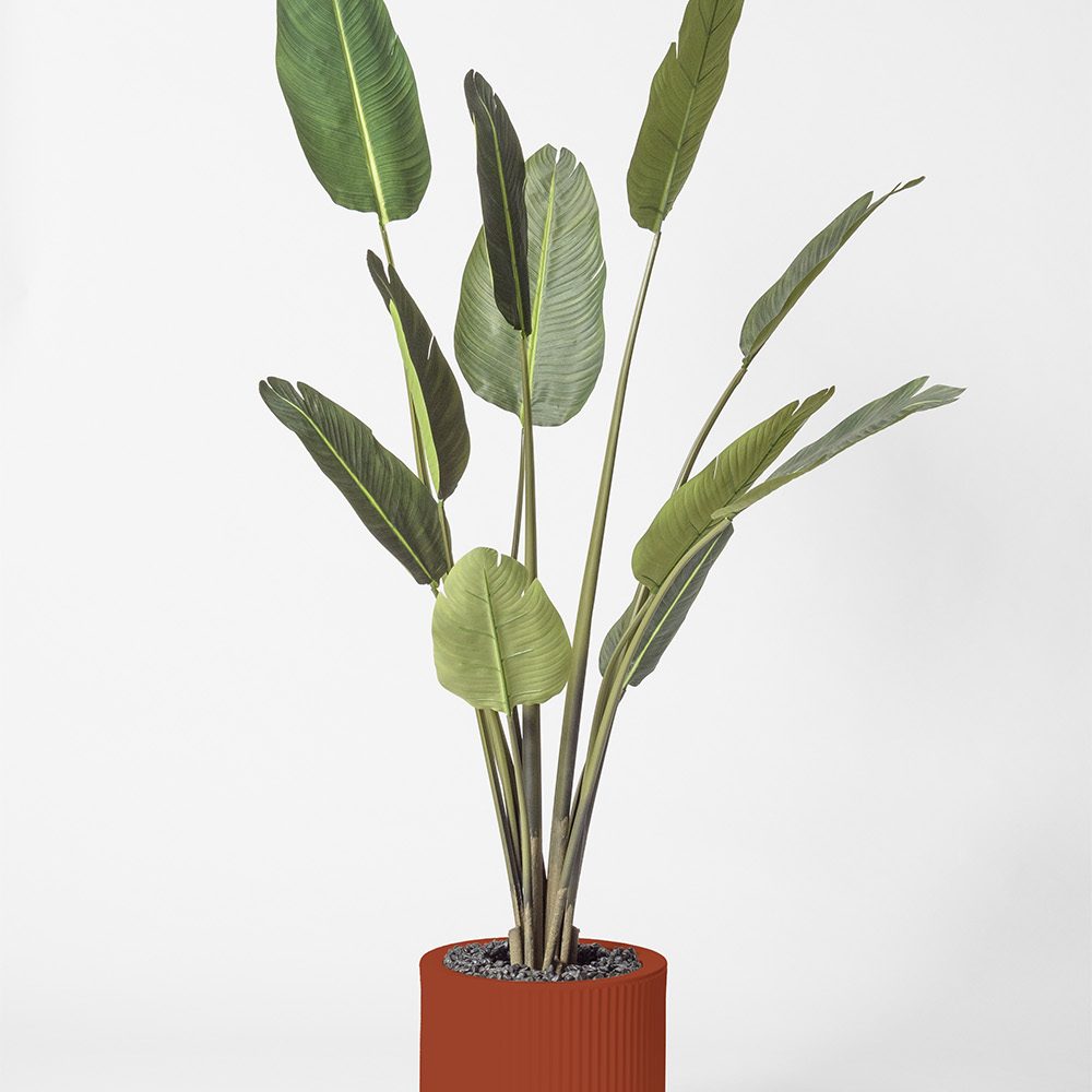 Traveller palm - Argile