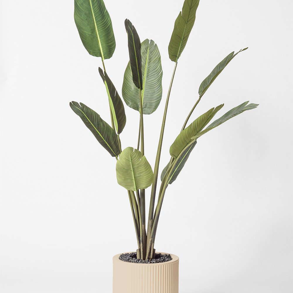Traveller palm