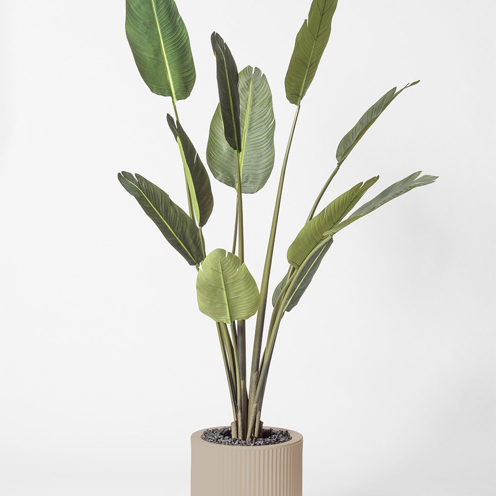 Traveller palm - Ecru