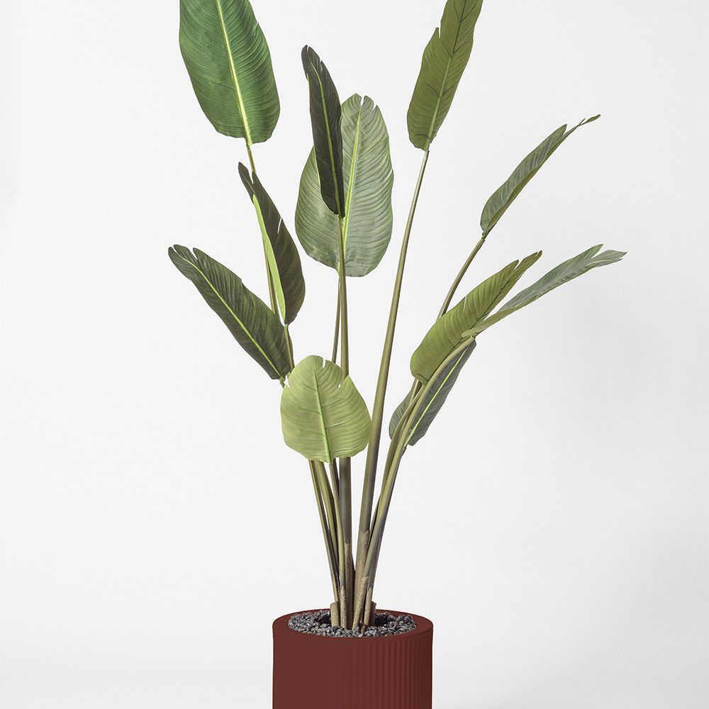 Traveller palm - Grenat